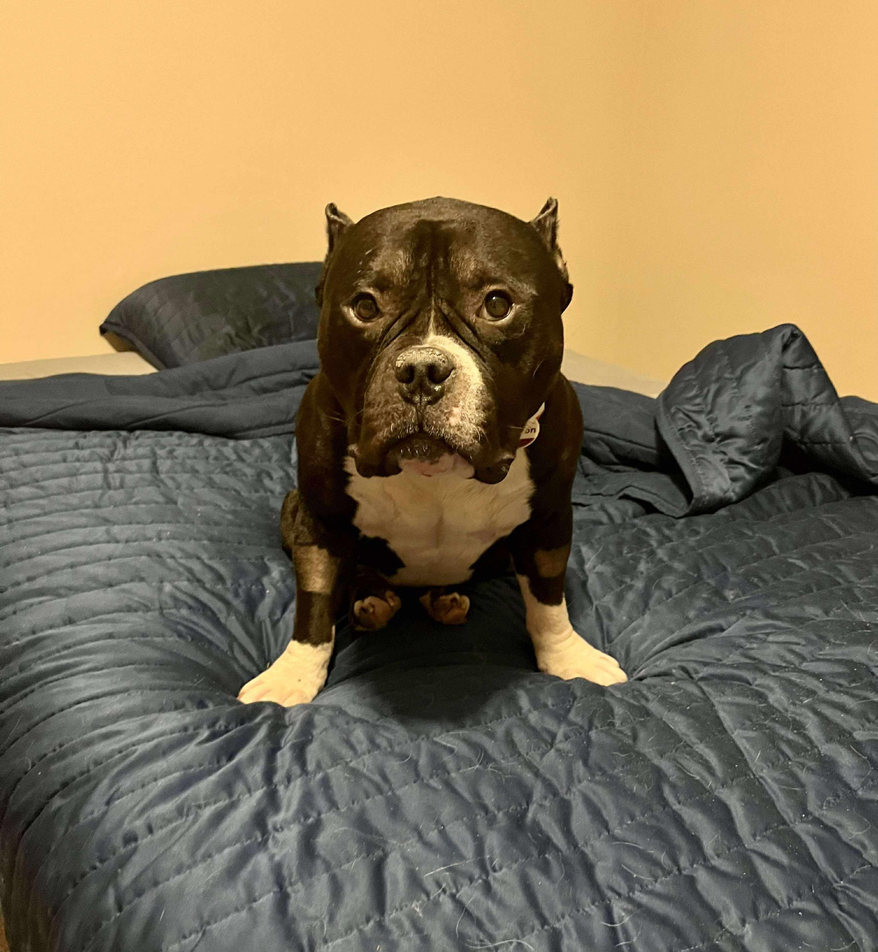 Jackson, an adopted mixed breed in Whitewater, WI image 5/6