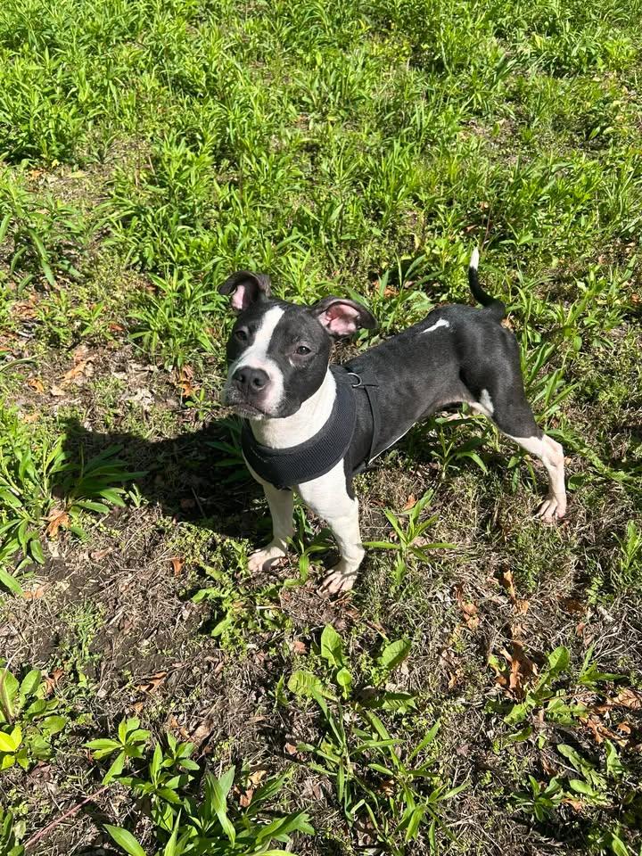 Franklin, ADOPTABLE, Young Male Pit Bull Terrier.
