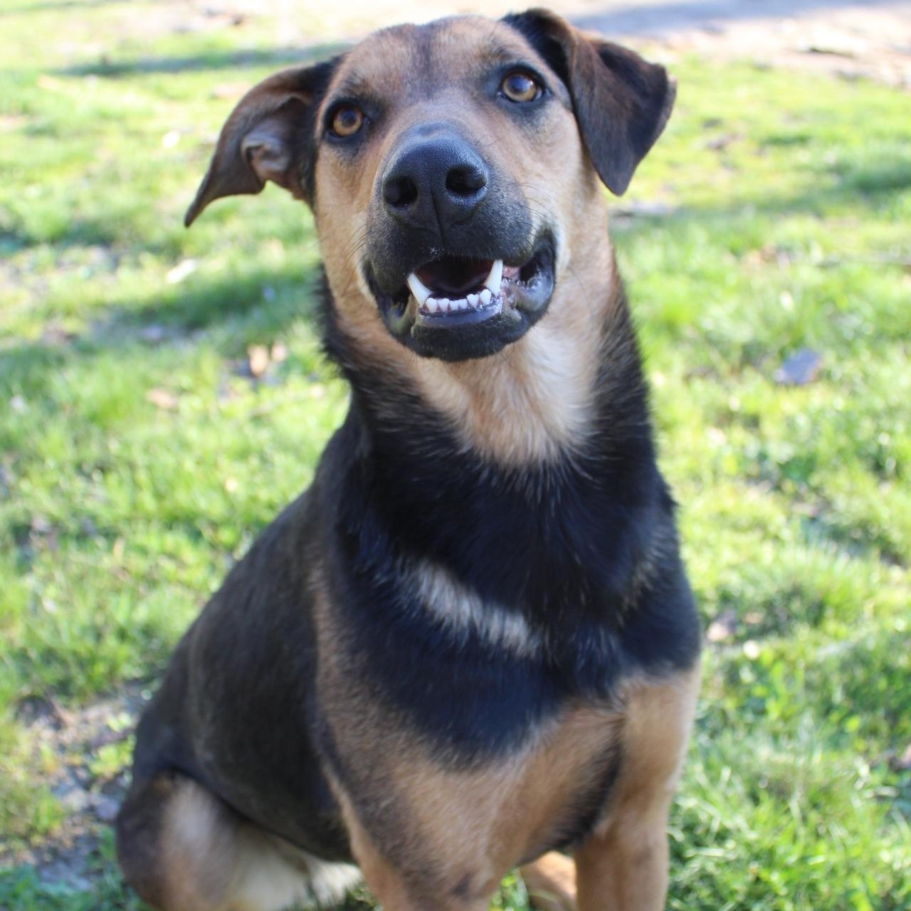 Bee, Adoptable, Adult Female Cattle Dog & Shepherd.