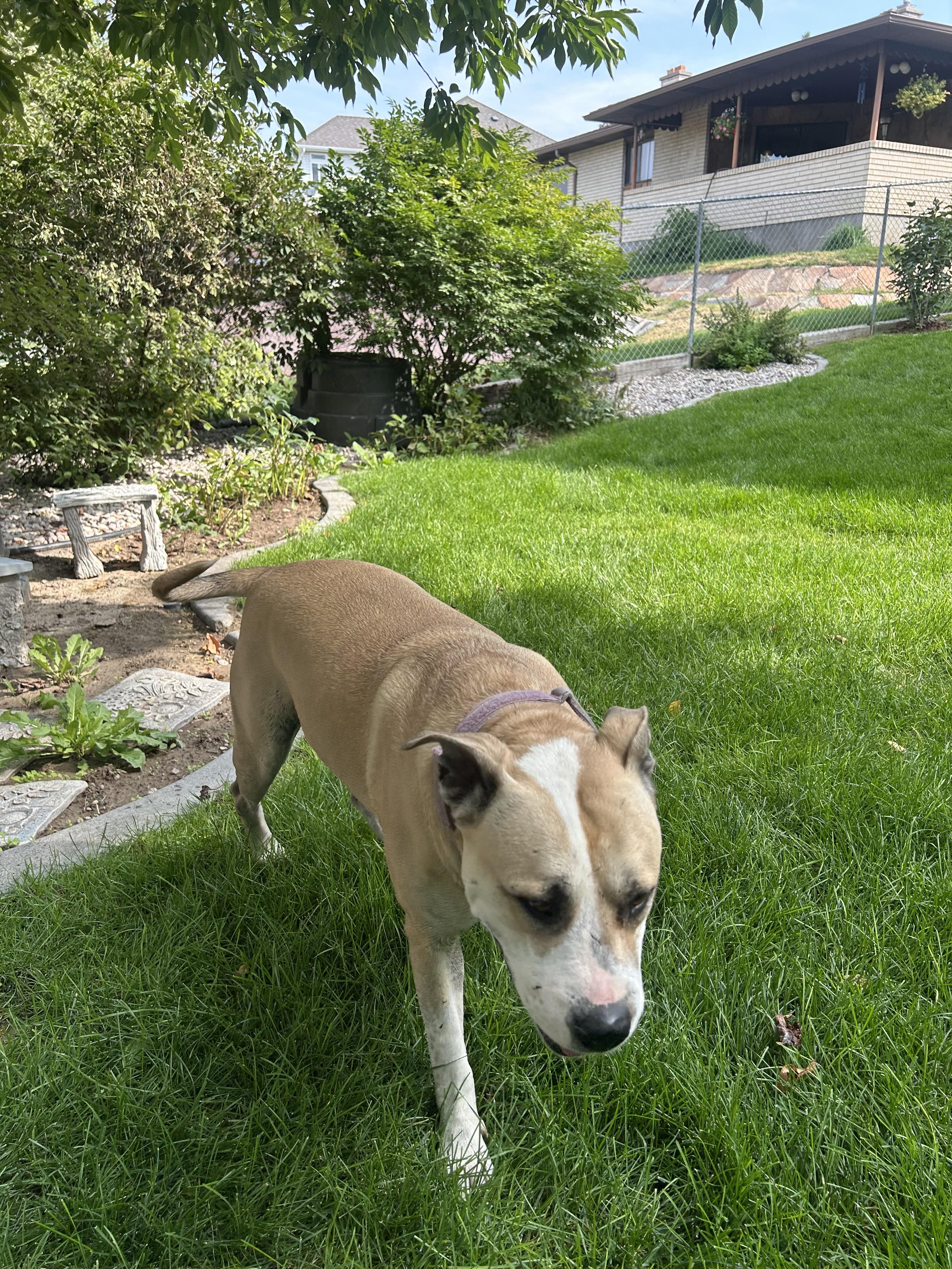 Sugar, an adoptable Labrador Retriever, American Staffordshire Terrier in Pocatello, ID, 83201 | Photo Image 1