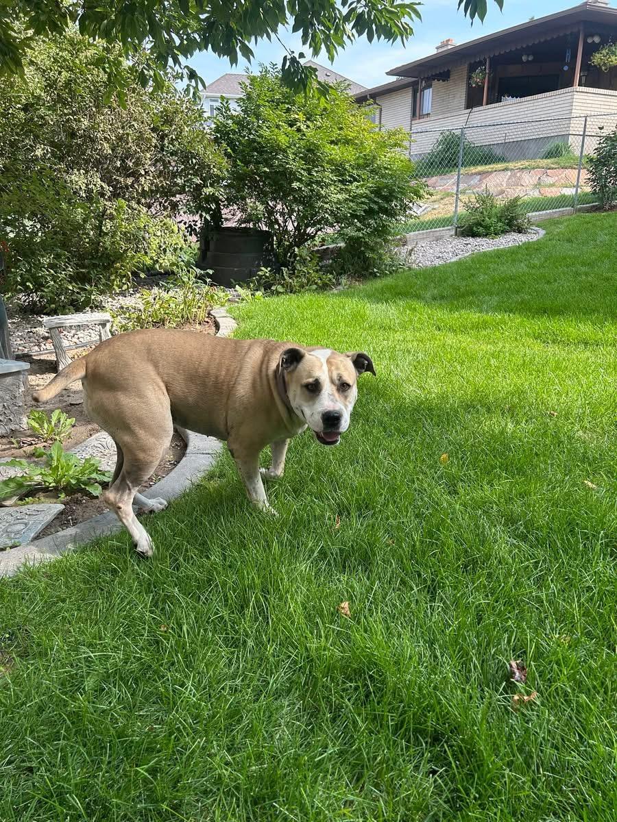 Sugar, Adoptable, Adult Female Labrador Retriever & American Staffordshire Terrier.