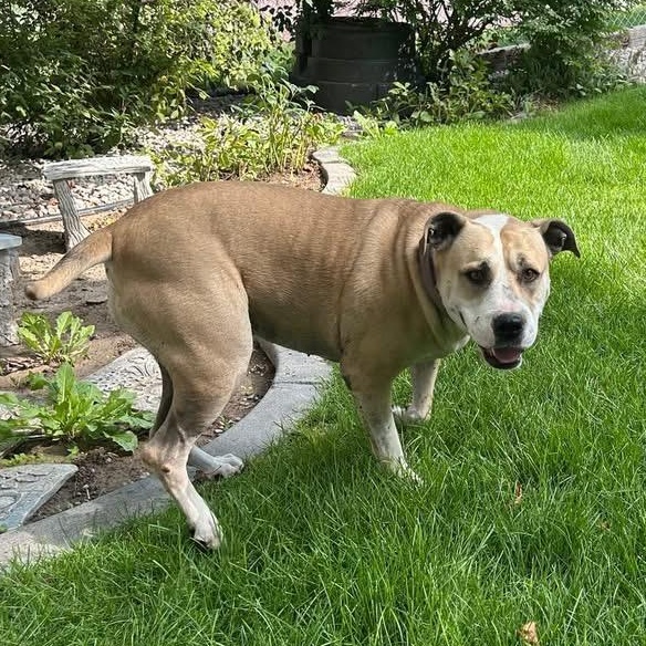 Enlarge Sugar, a Adoptable mixed breed in Pocatello, ID image 4/4