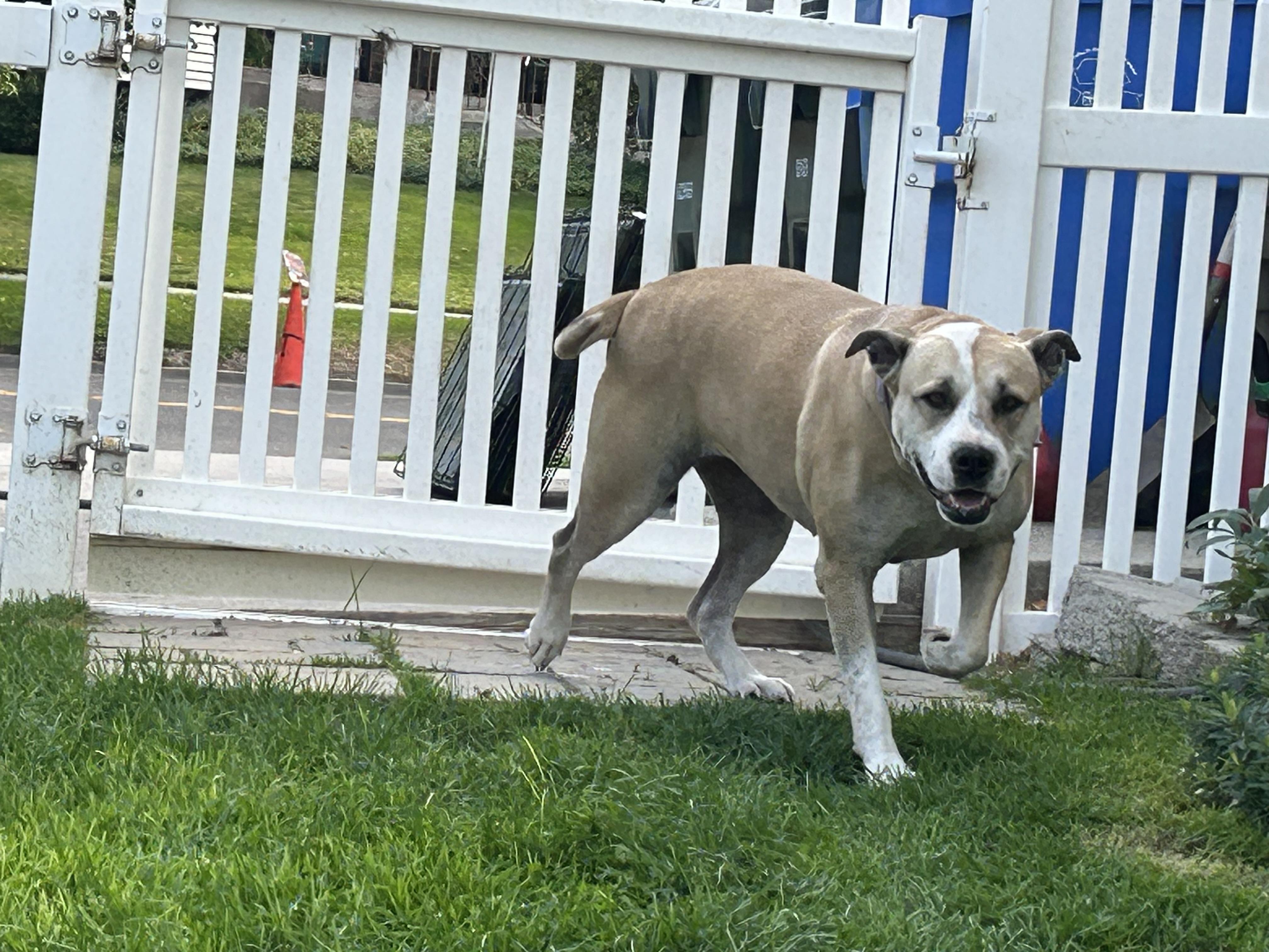 Sugar, an adoptable Labrador Retriever, American Staffordshire Terrier in Pocatello, ID, 83201 | Photo Image 3