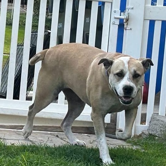 Sugar, Adoptable, Adult Female Labrador Retriever & American Staffordshire Terrier.