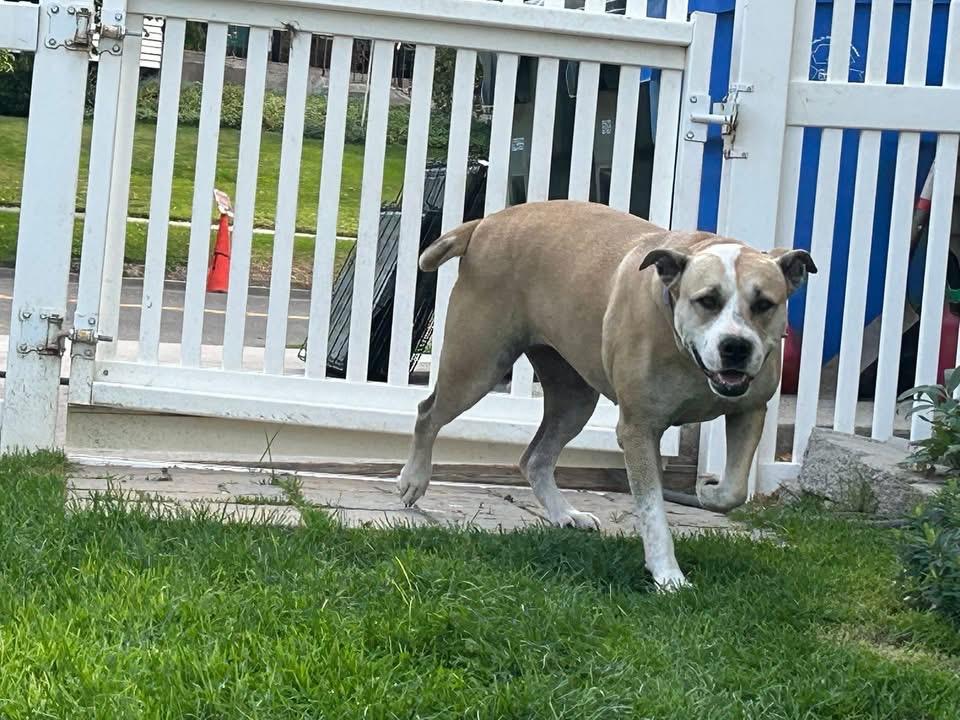 Enlarge Sugar, a Adoptable mixed breed in Pocatello, ID image 2/4