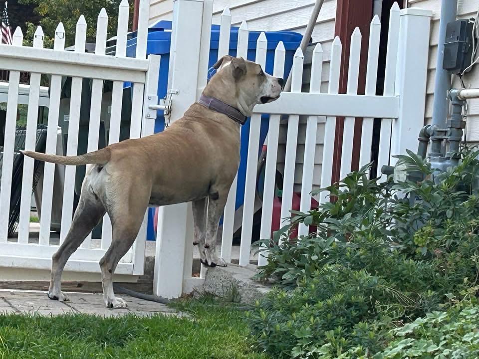 Enlarge Sugar, a Adoptable mixed breed in Pocatello, ID image 3/4