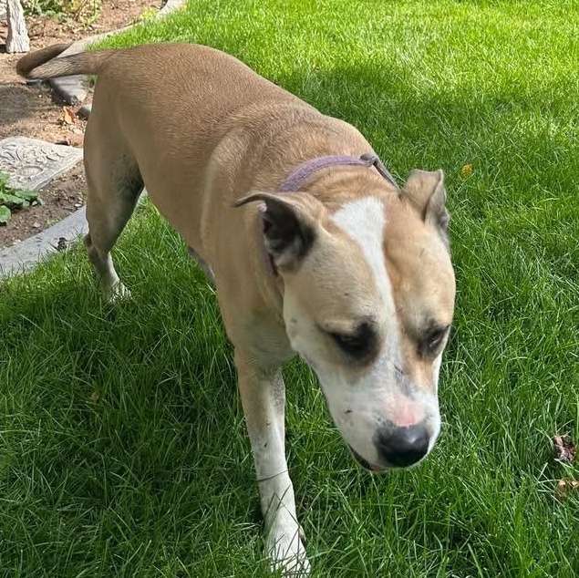 Enlarge Sugar, a Adoptable mixed breed in Pocatello, ID image 2/4