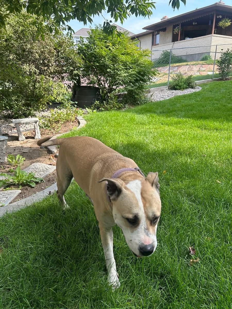 Enlarge Sugar, a Adoptable mixed breed in Pocatello, ID image 4/4