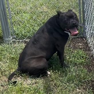 Clyde, Adoptable, Adult Male English Bulldog & Mixed Breed.