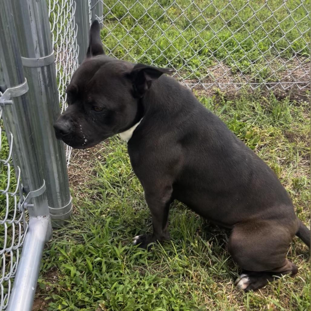 Enlarge Clyde, a Adoptable mixed breed in Pittsburg, KS image 2/2