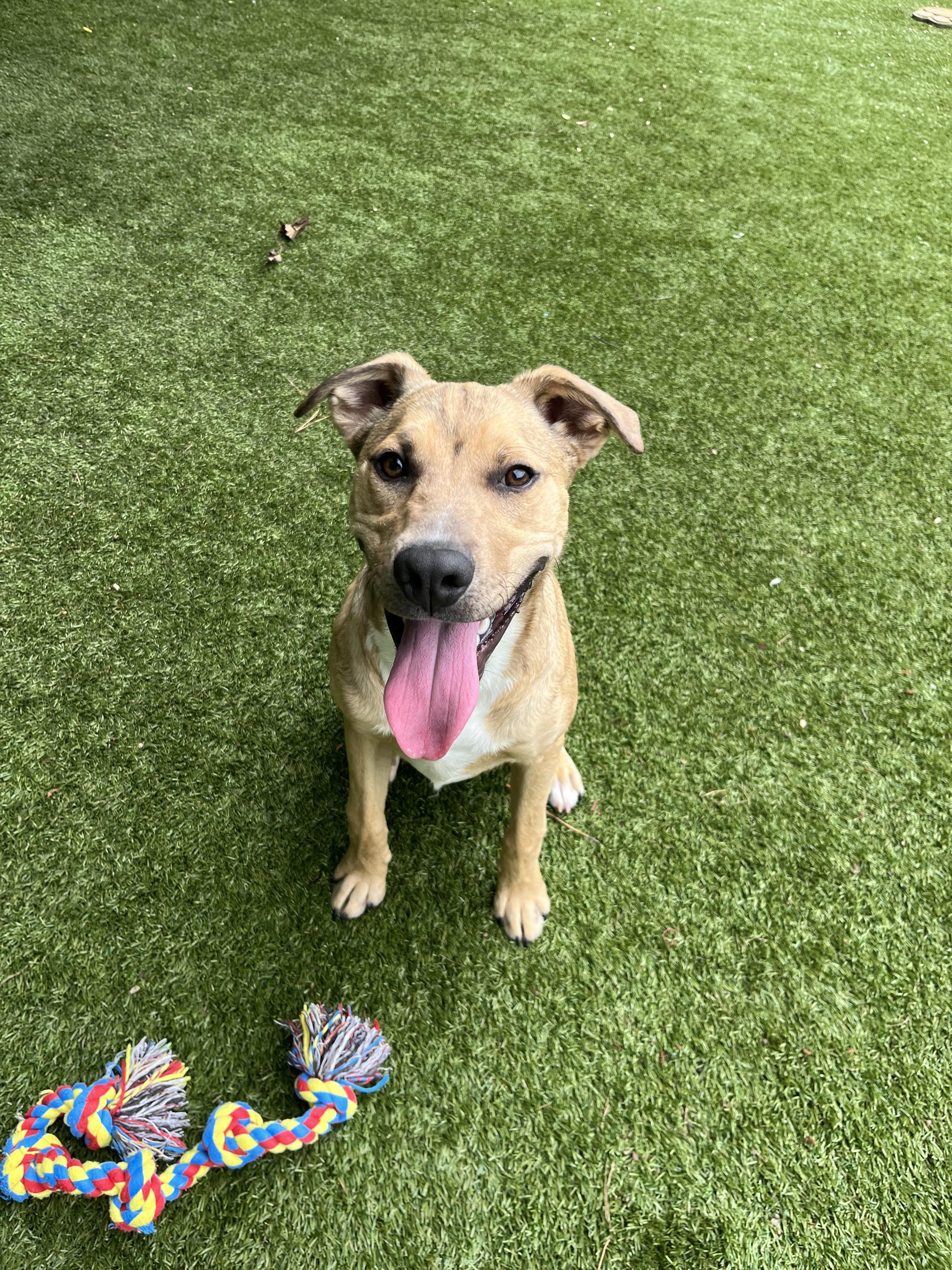 Buddy, Young Male Mixed Breed