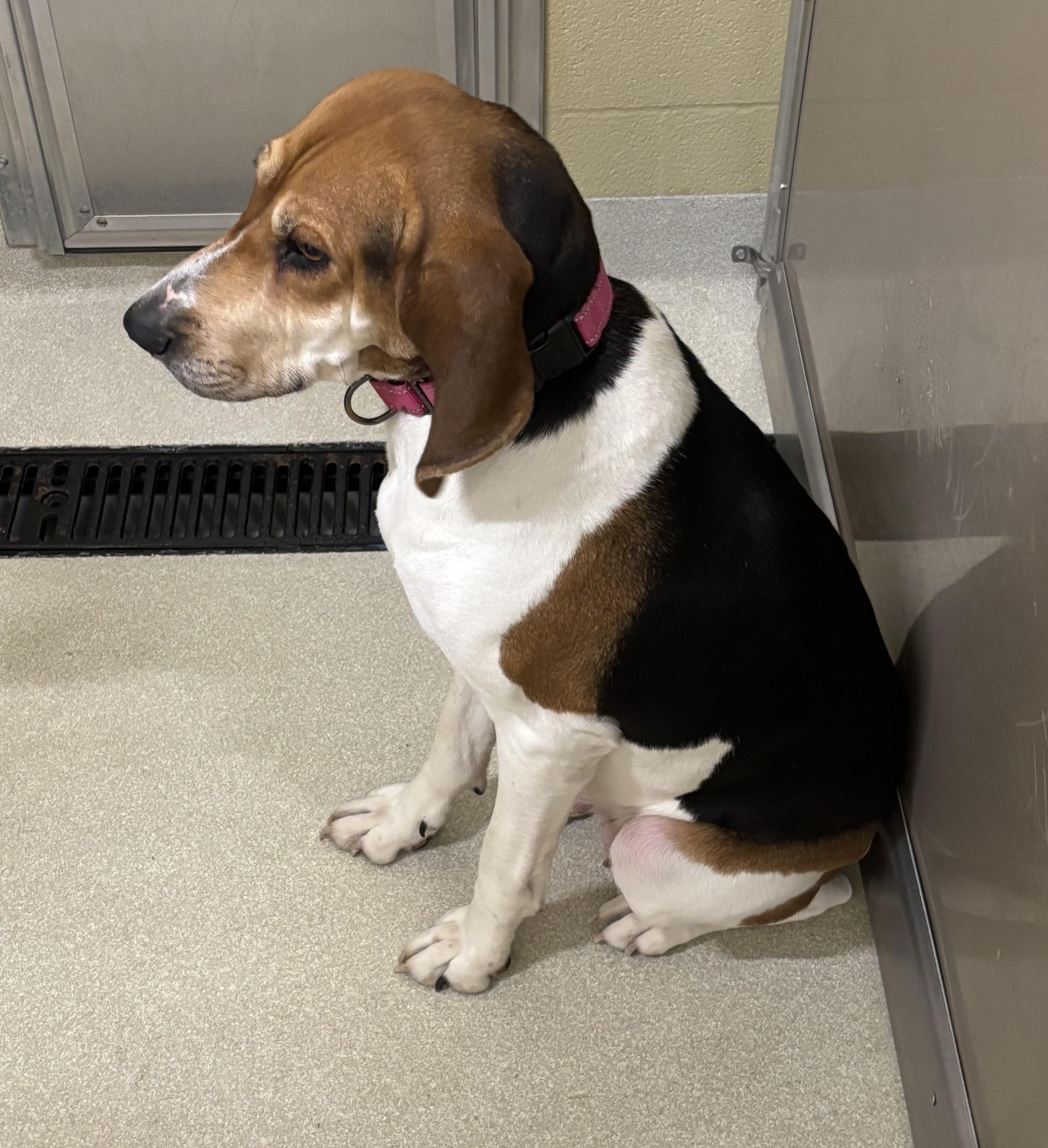 Fern, Adoptable, Young Female Hound.