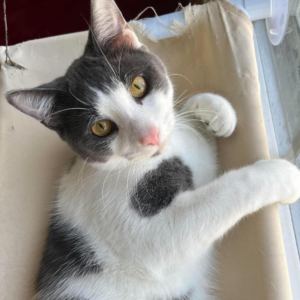 Toni ARC26 - 552, Adoptable, Young Male American Shorthair.