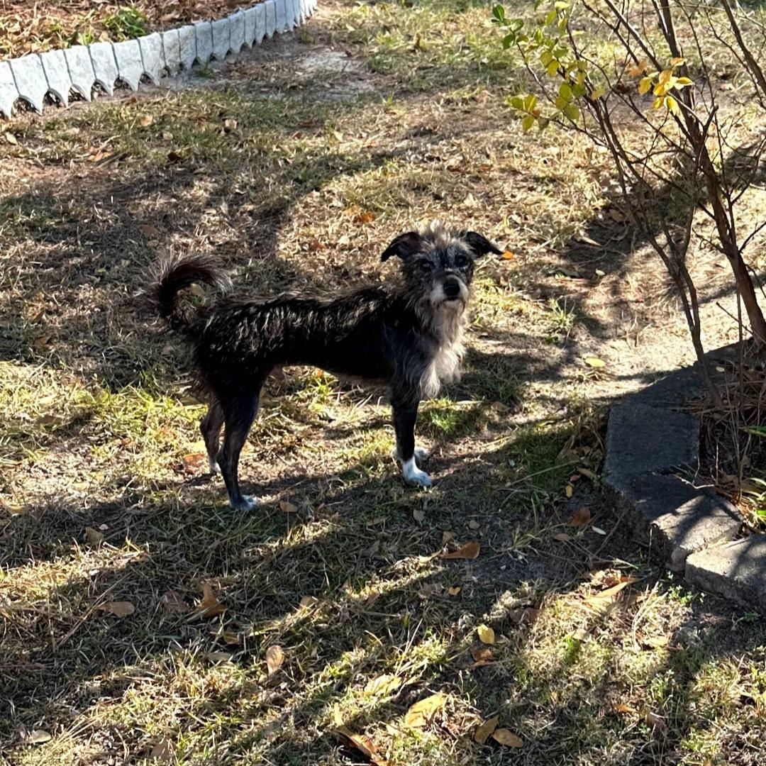 Little Bit, a Adoptable mixed breed in Raeford, NC image 2/3