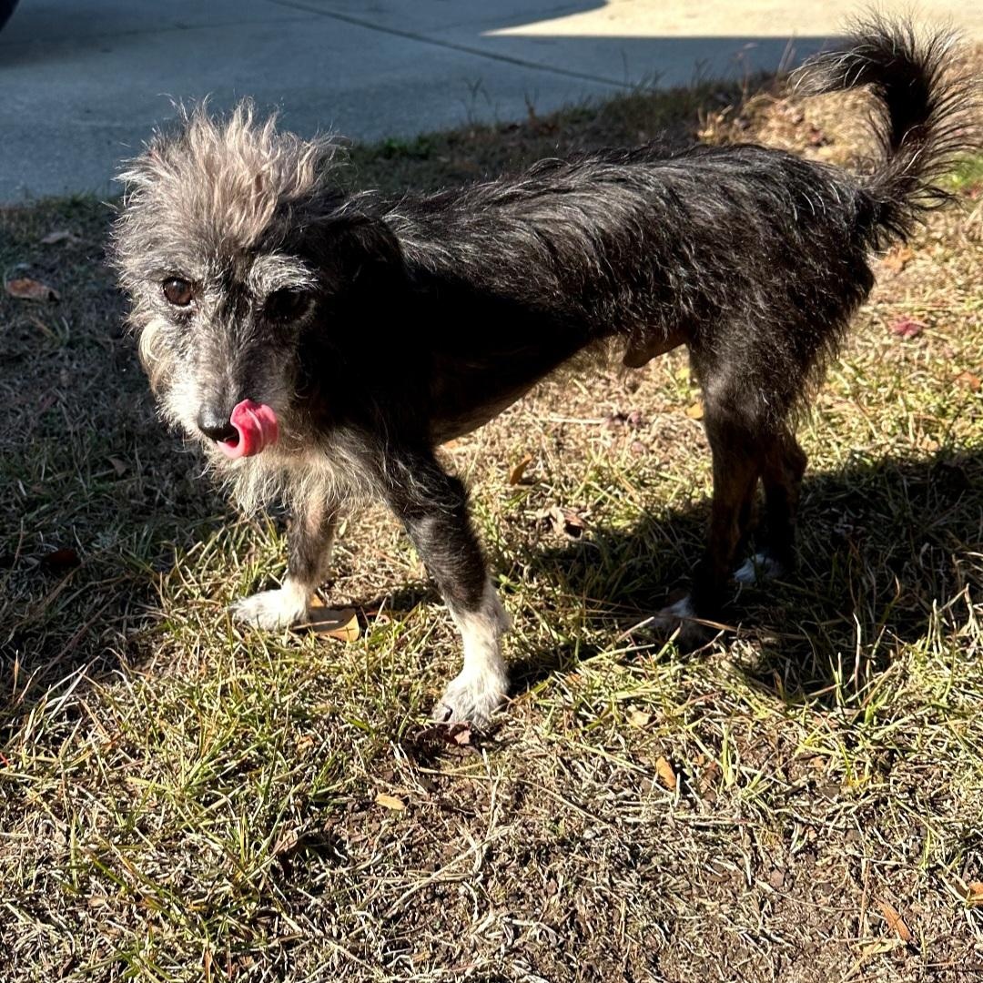 Little Bit, a Adoptable mixed breed in Raeford, NC image 3/3