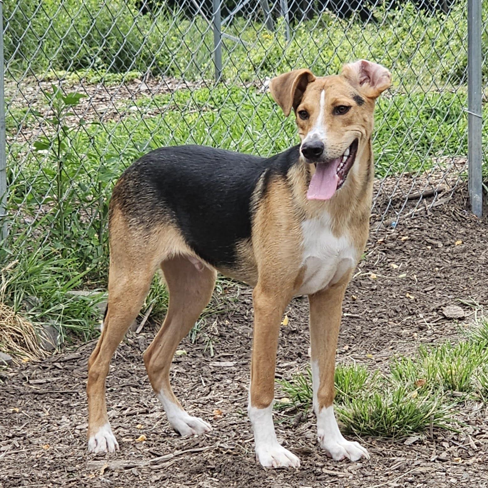 Enlarge Coby, a Adoptable mixed breed in Ringwood, NJ image 6/6