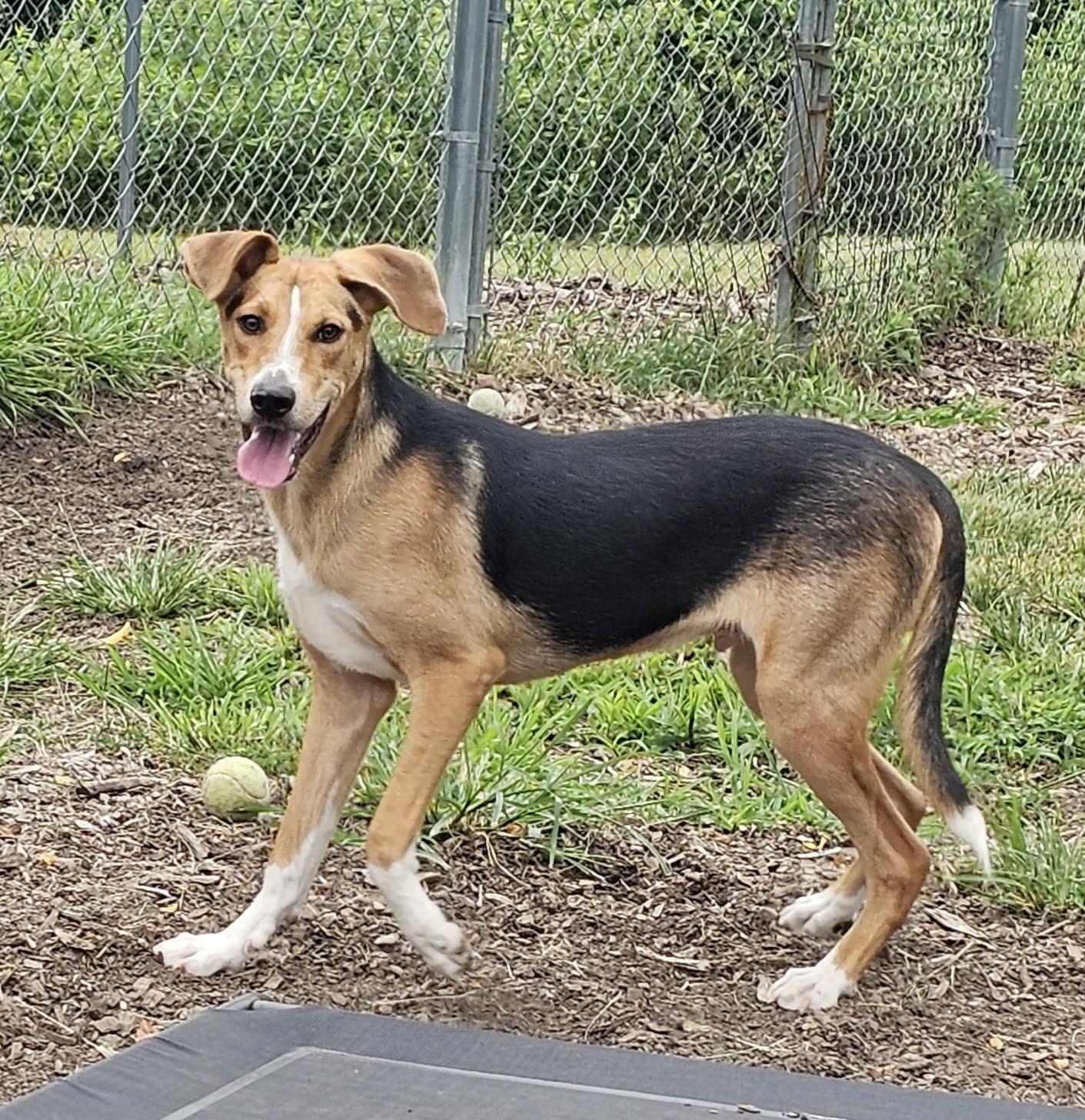 Enlarge Coby, a Adoptable mixed breed in Ringwood, NJ image 5/6