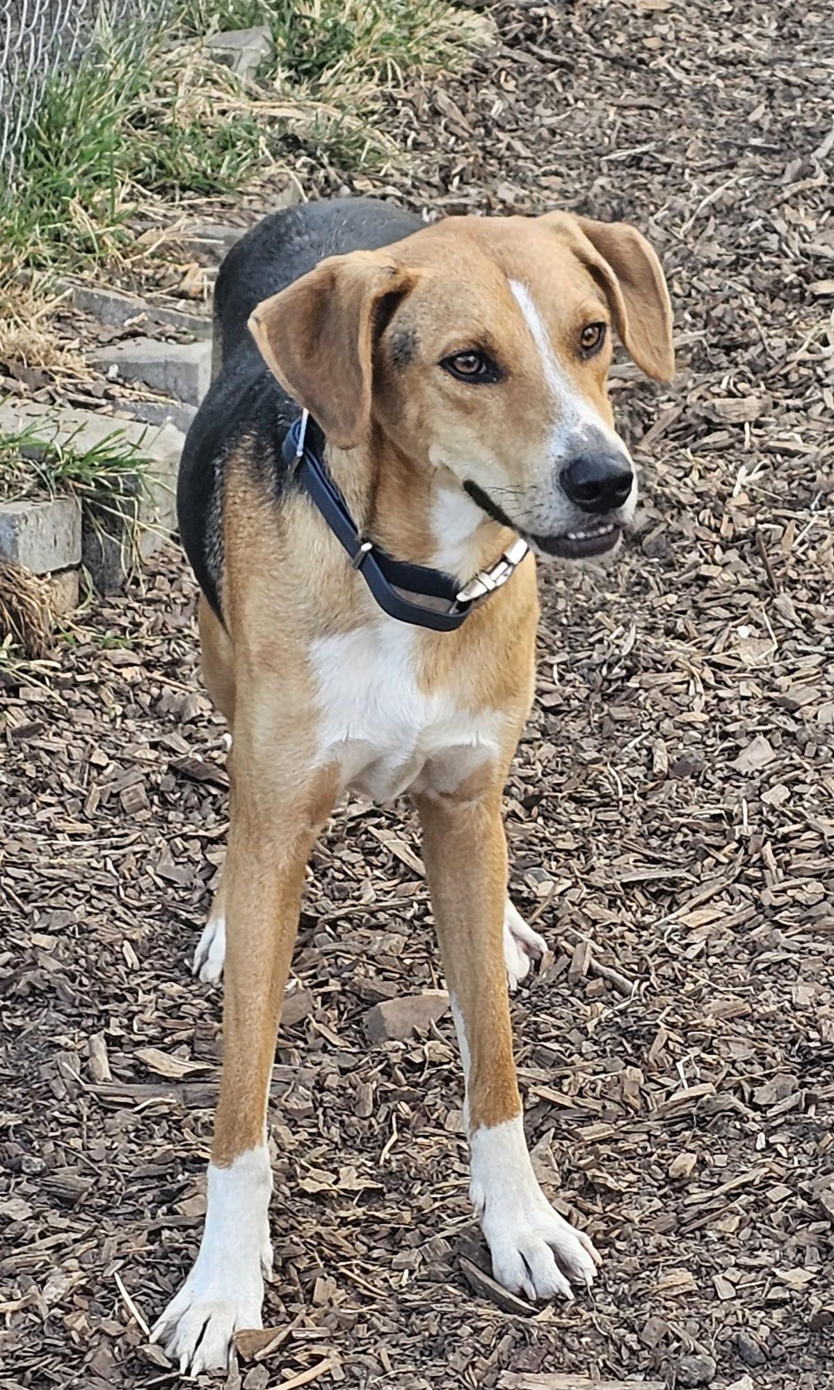 Enlarge Coby, a Adoptable mixed breed in Ringwood, NJ image 1/3