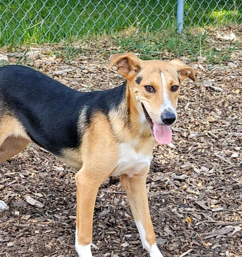Enlarge Coby, a Adoptable mixed breed in Ringwood, NJ image 2/3