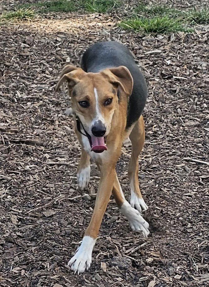 Enlarge Coby, a Adoptable mixed breed in Ringwood, NJ image 3/3