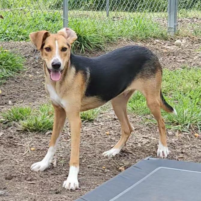 Coby, Adoptable, Young Male Beagle & Shepherd.