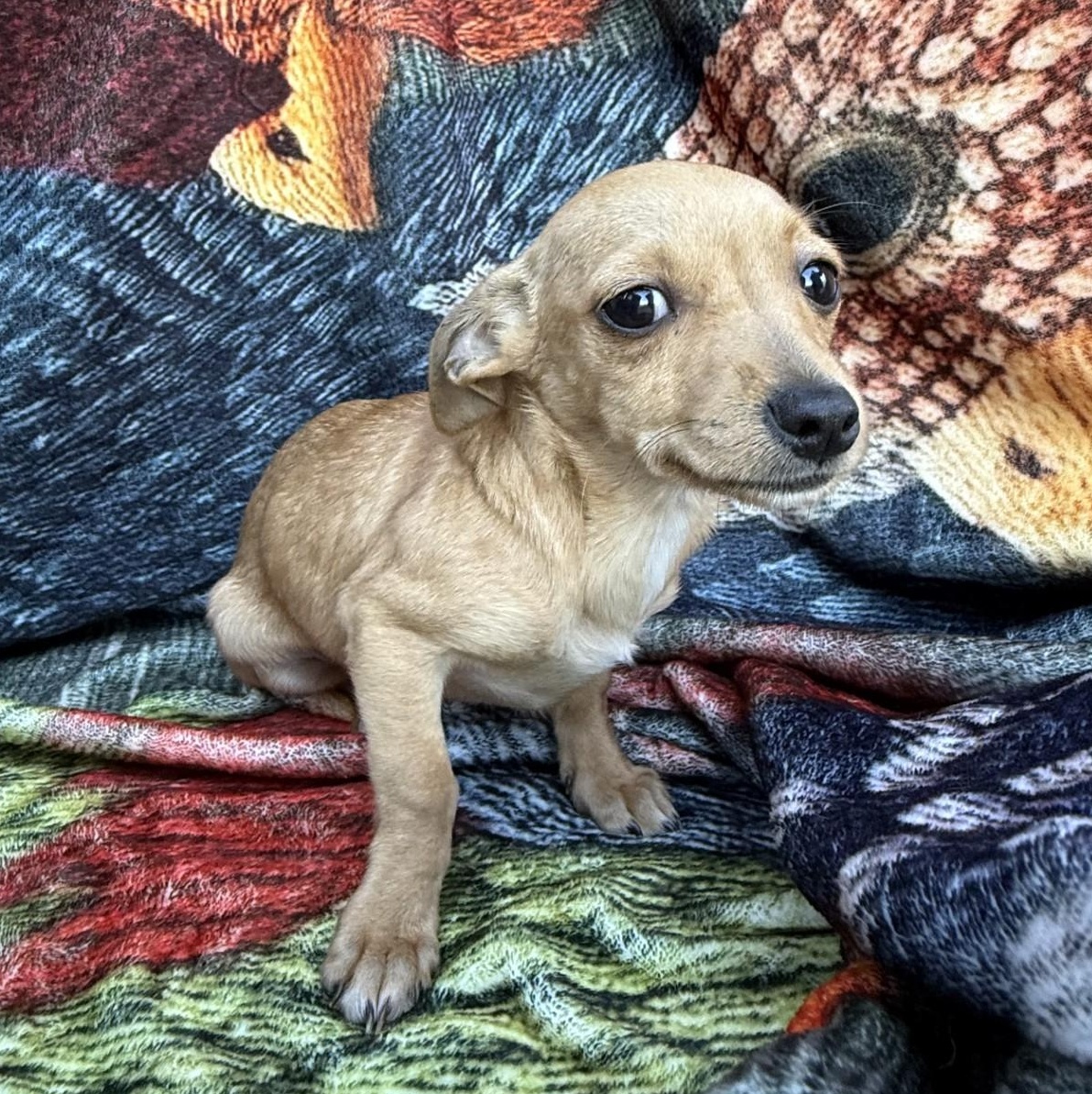 Enlarge Daisy, a ADOPTABLE mixed breed in modesto, CA image 1/5