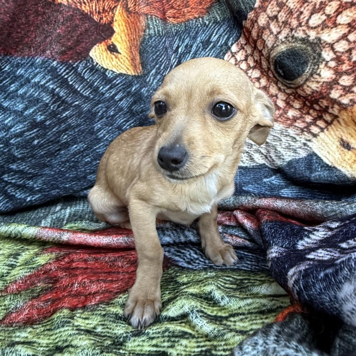 Enlarge Daisy, a ADOPTABLE mixed breed in modesto, CA image 2/5