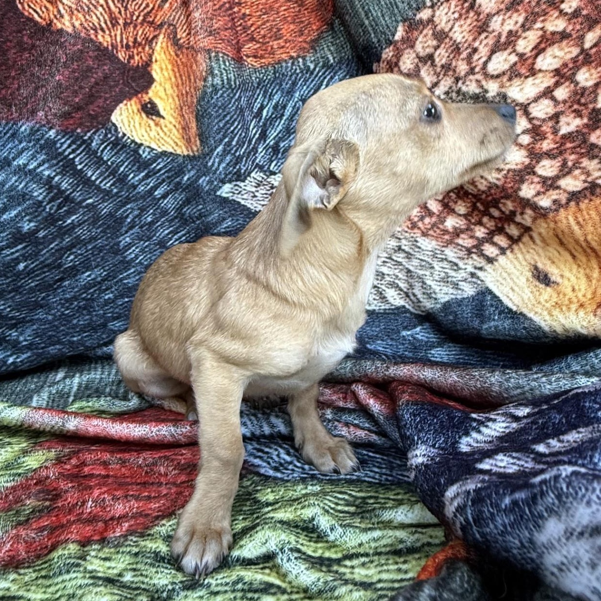 Enlarge Daisy, a ADOPTABLE mixed breed in modesto, CA image 3/5