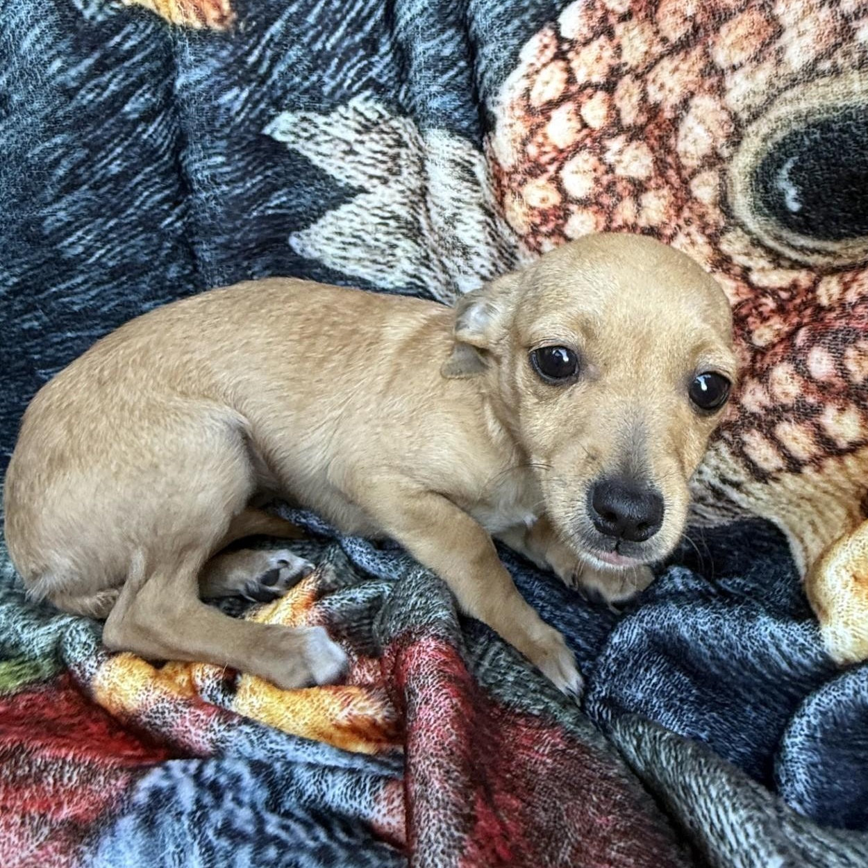 Enlarge Daisy, a ADOPTABLE mixed breed in modesto, CA image 4/5