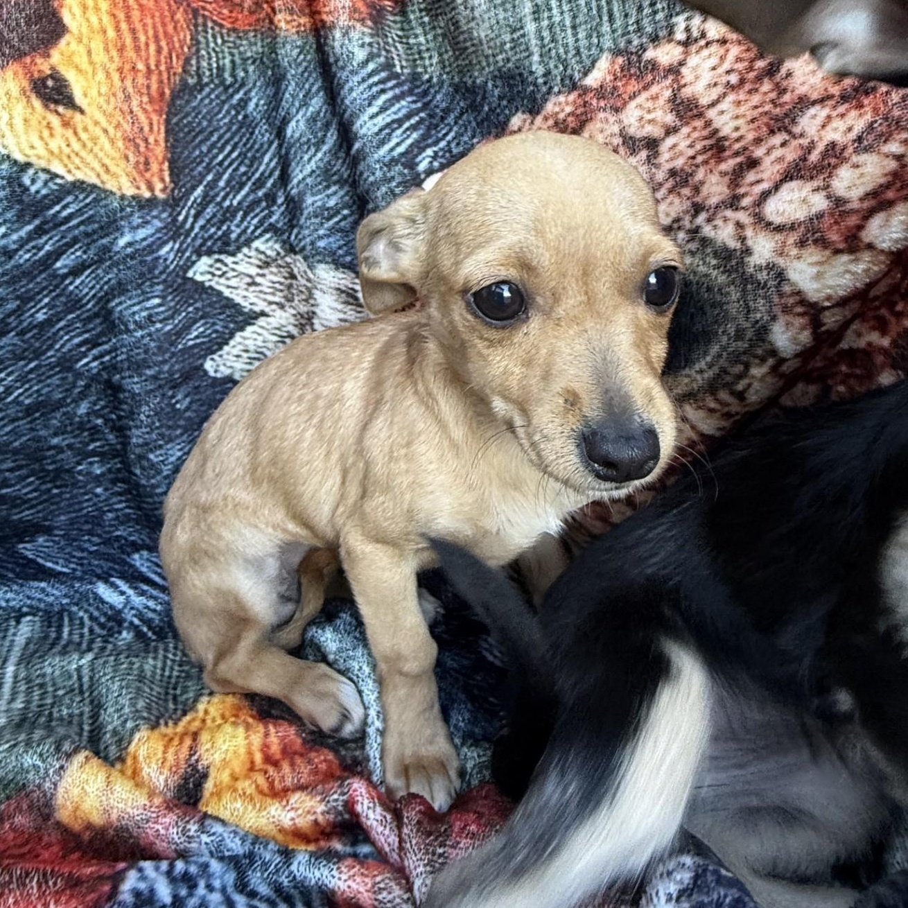 Enlarge Daisy, a ADOPTABLE mixed breed in modesto, CA image 5/5