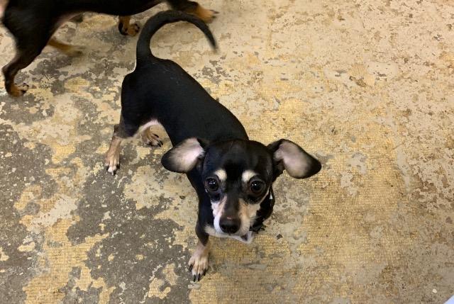 Ace, Adopted, Senior Male Chihuahua & Miniature Pinscher.