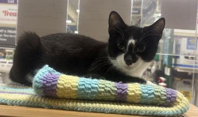 Oreo  Willow Grove photo 1