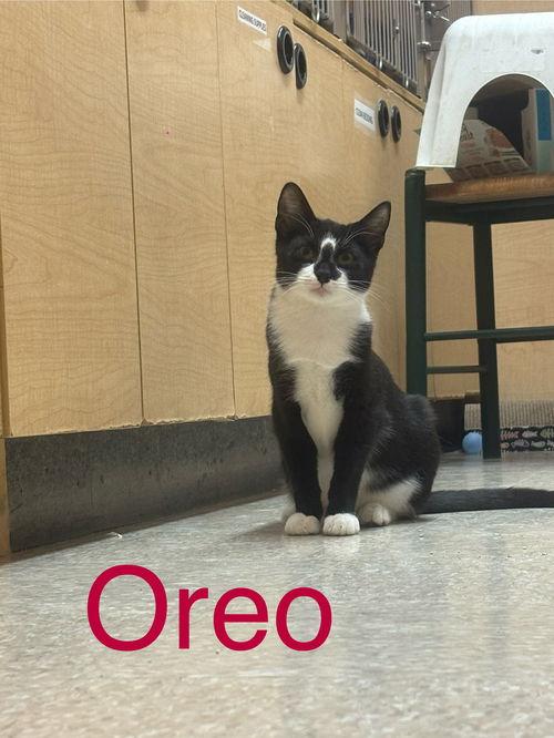 Oreo  Willow Grove thumbnail 2