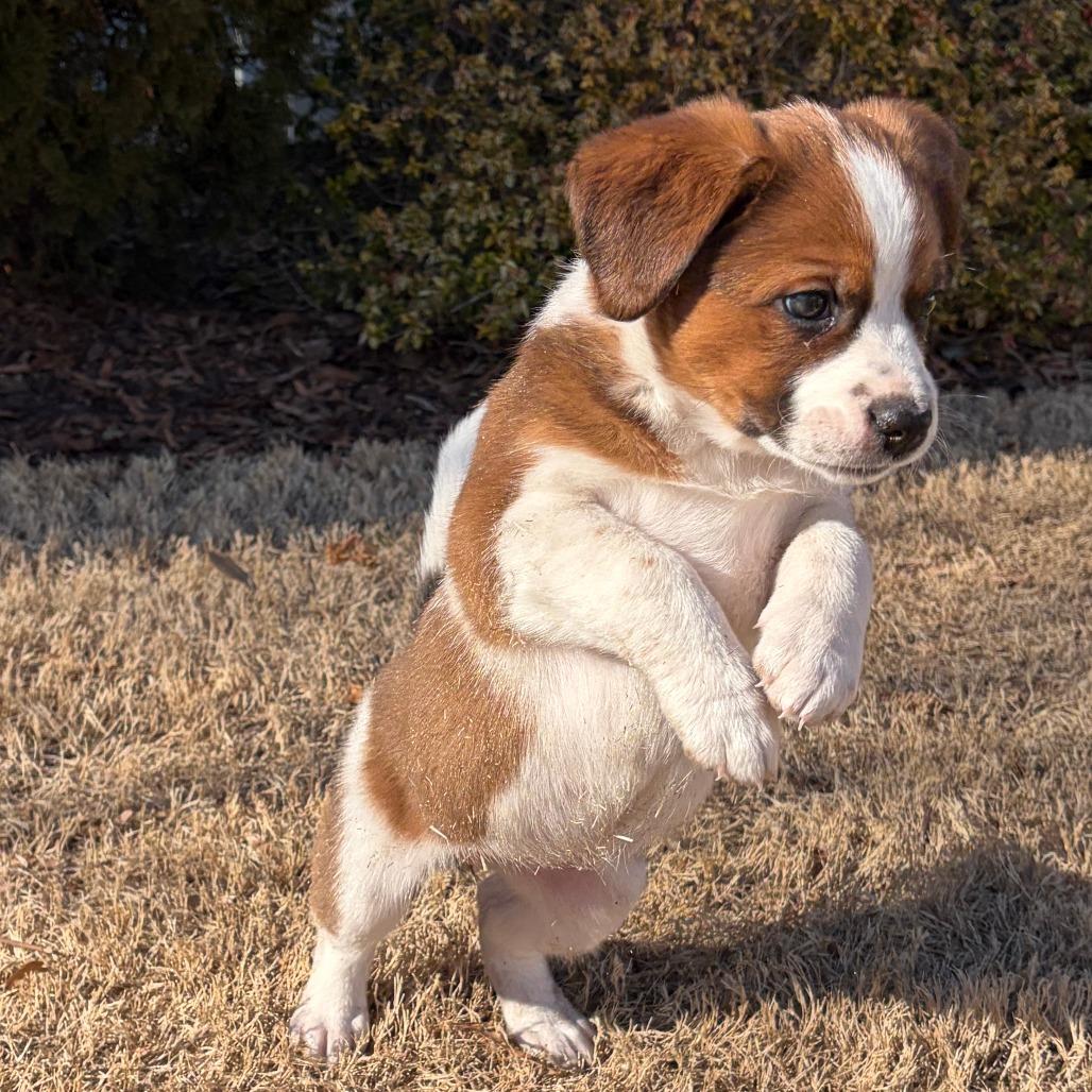 Ash, Adoptable, Puppy Female Mixed Breed.