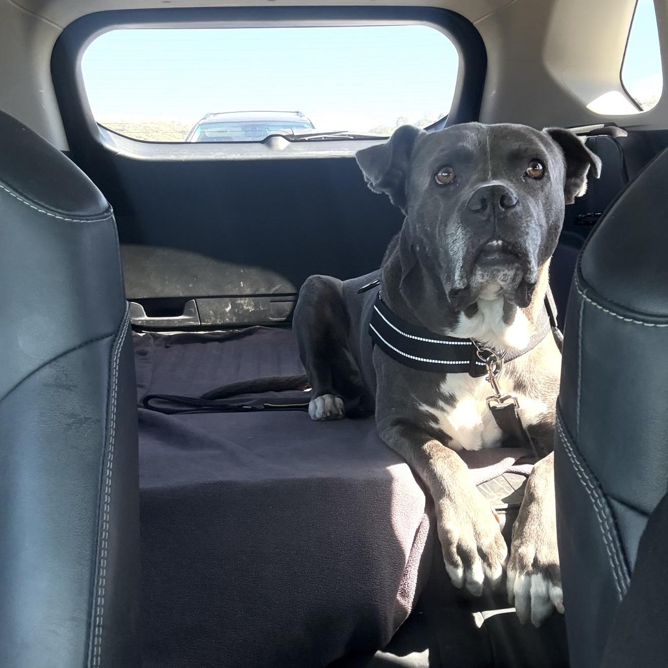 Tyson, a Adoptable mixed breed in San Diego, CA image 5/6