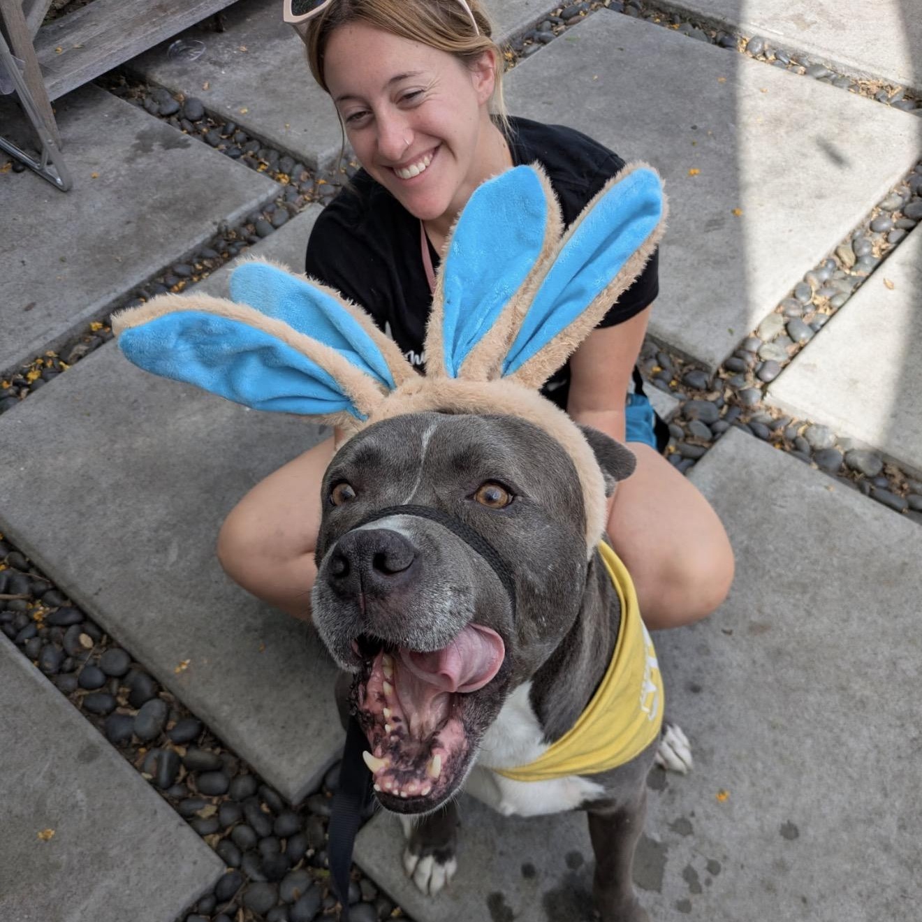 Tyson, a Adoptable mixed breed in San Diego, CA image 3/6