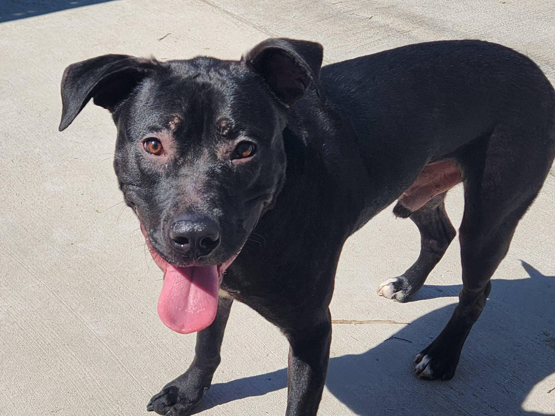 Mercury, adopted, Puppy Male Black Labrador Retriever.