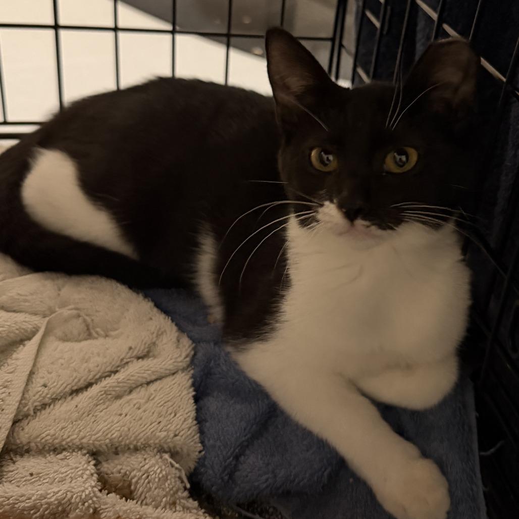 Lucy, Adoptable, Kitten Female Domestic Short Hair.