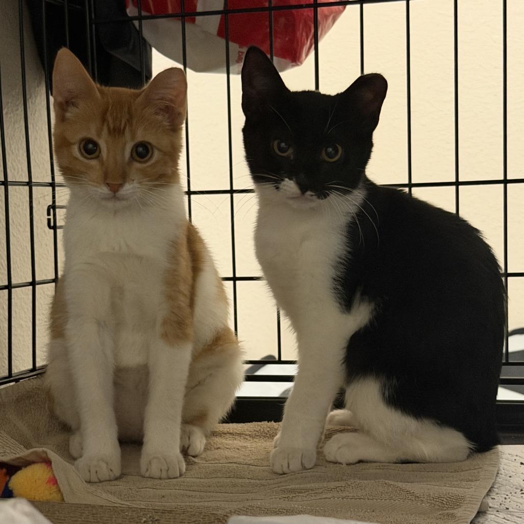 Enlarge Lucy, a Adoptable Domestic Short Hair in Houston, TX image 2/2
