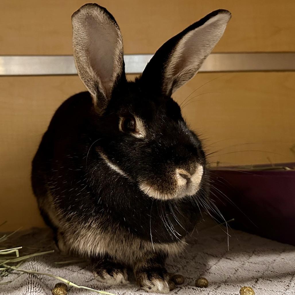 Cadillac, Adoptable, Adult Female Silver Marten & Silver Marten.