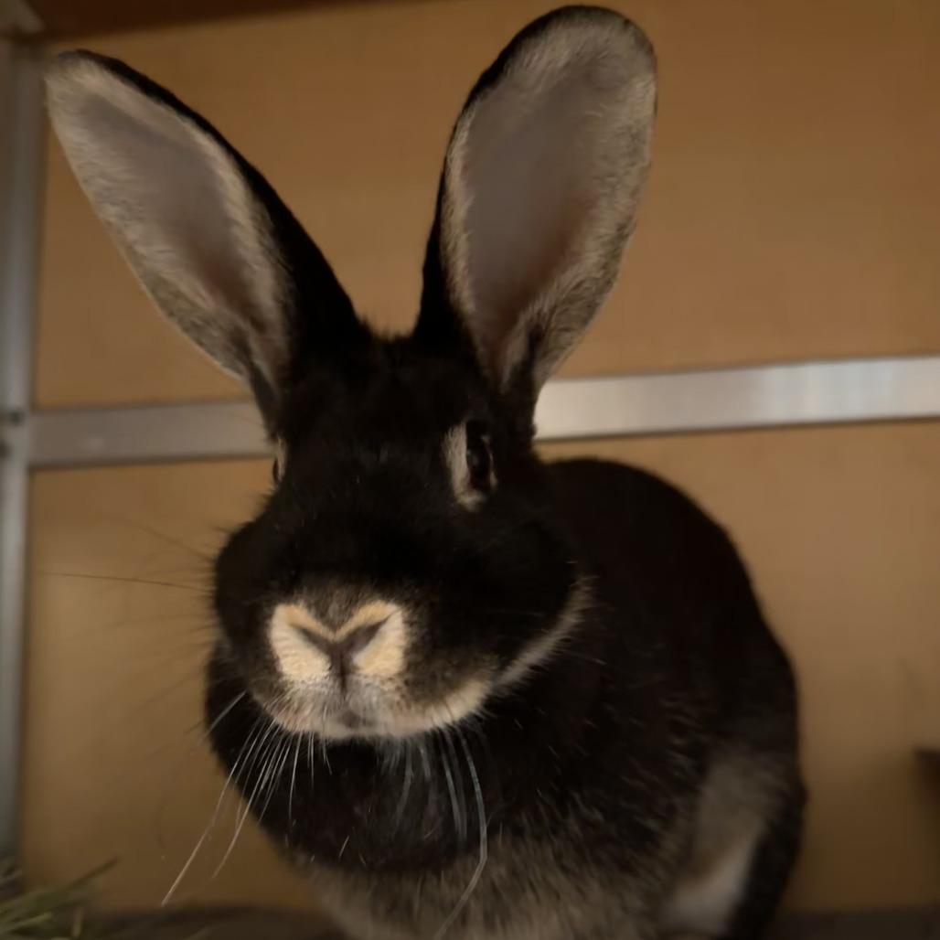 Cadillac, a Adoptable mixed breed in Chesapeake, VA image 2/3