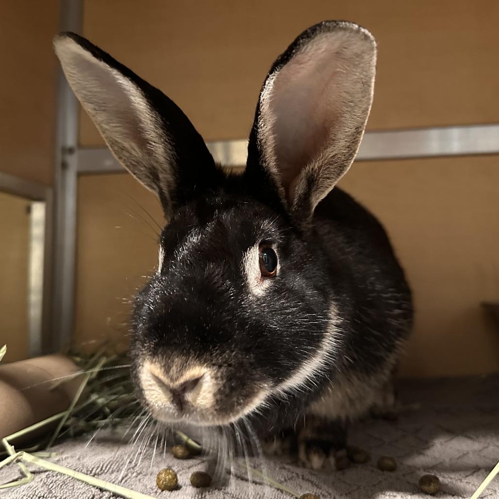Cadillac, a Adoptable mixed breed in Chesapeake, VA image 3/3