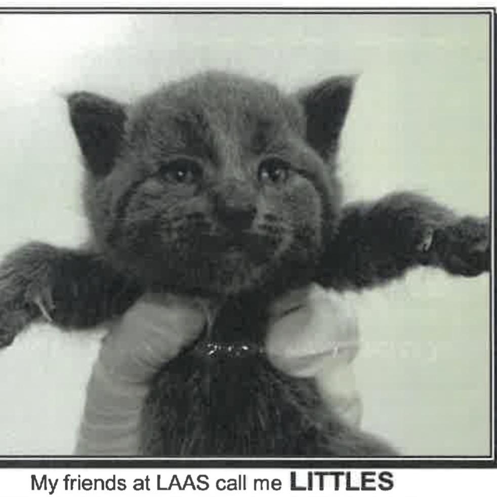 Enlarge Littles, a Adoptable Domestic Short Hair in Los Angeles, CA image 1/1