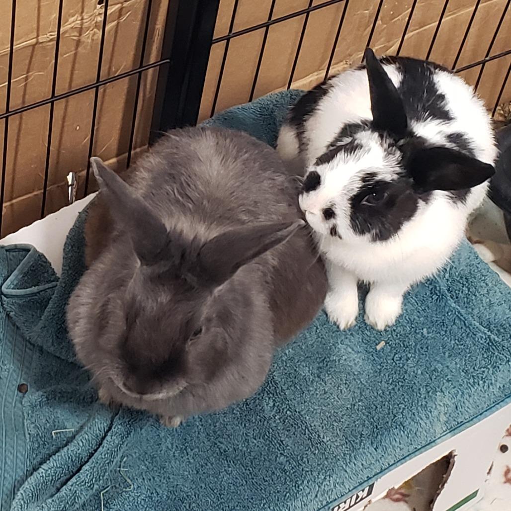 Lola bonded with Millie, Adoptable, Young Female Bunny Rabbit.