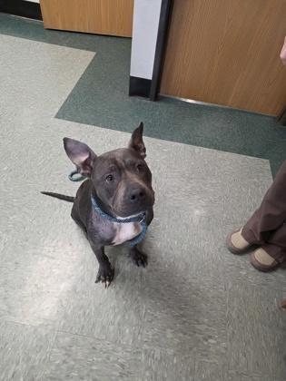 Lydia, a Adoptable mixed breed in Shawano, WI image 1/3