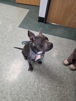 Lydia, a Adoptable mixed breed in Shawano, WI image 2/3