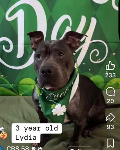 Lydia, a Adoptable mixed breed in Shawano, WI image 3/3