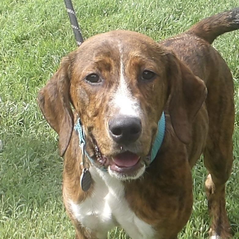 Enlarge Waldo, a ADOPTABLE mixed breed in Gloucester, VA image 3/3