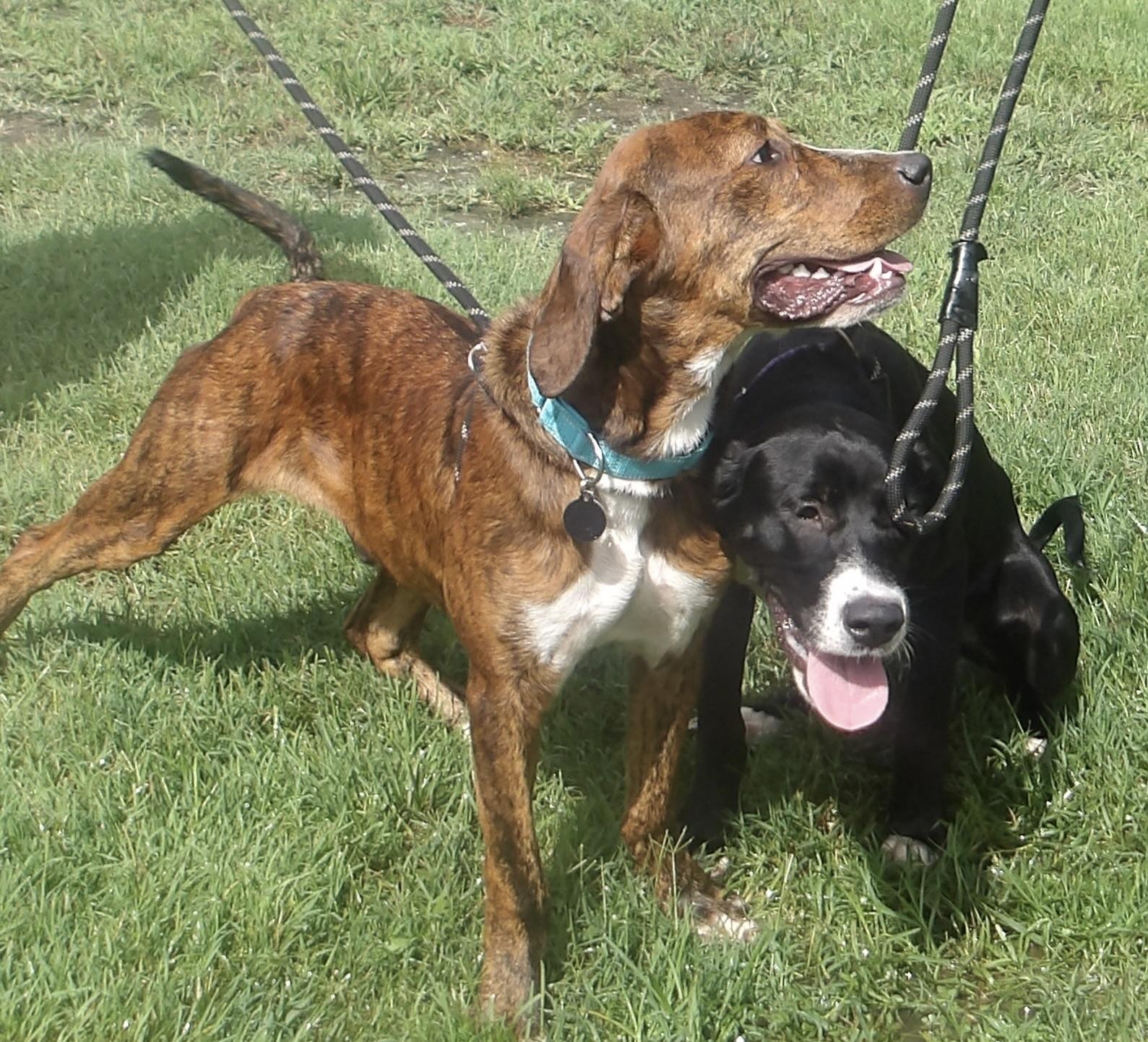 Enlarge Waldo, a ADOPTABLE mixed breed in Gloucester, VA image 2/3