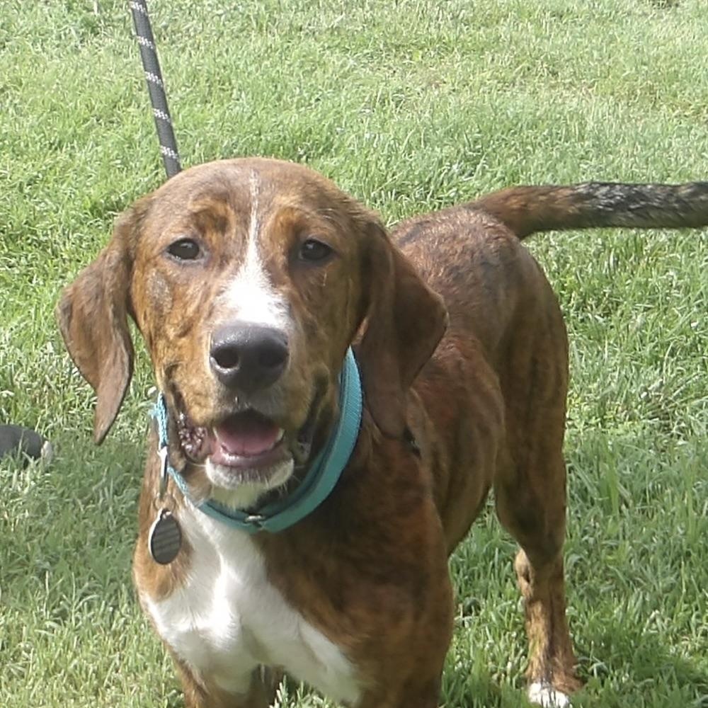 Enlarge Waldo, a ADOPTABLE mixed breed in Gloucester, VA image 1/3